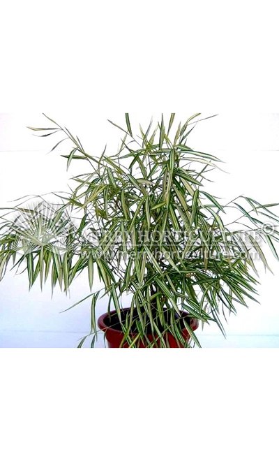 Bamboo grass var